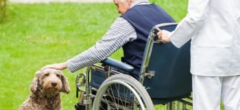 Pflege kommt auf den Hund